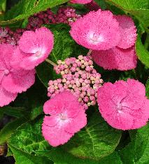 Hydrangea_macrophylla_'Zaunkönig'_bloem