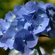 HydrangeamacrophyllaBelaclup