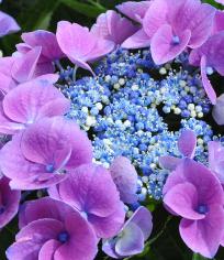 HydrangeamacrophyllaNizzaBlauwcloseup2