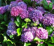 HydrangeamacrophyllaTovelithabitusfoto