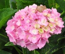 HydrangeamacrophyllaAmethystcloseuplocHydrangeum