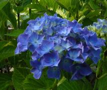 HydrangeamacrophyllaLabvlasynBlauerZwerg