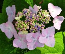 HydrangeamacrophyllaDartsSongbirdopenenfertielebloemvnnn