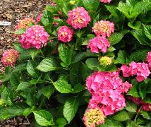 Hydrangea_macrophylla_'Alpenglühen'_habitus_loc_Hydrangeum