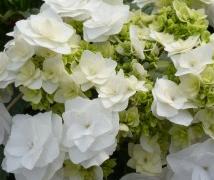 HydrangeamacrophyllaDancingSnow