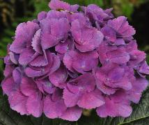 HydrangeamacrophyllaHobergine