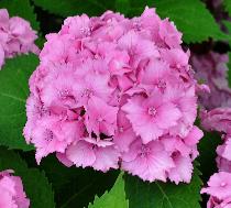 HydrangeamacrophyllaBenelux