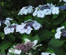 HydrangeamacrophyllaKoriahabitusvn