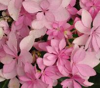 HydrangeamacrophyllaYouMeRomancecloseup