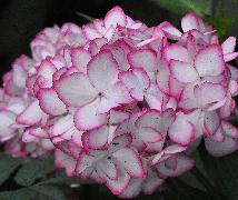 HydrangeamacrophyllaMiraicloseupvn