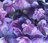 HydrangeamacrophyllaYouMeTogetherflowers