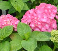 HydrangeamacrophyllaKingGeorges