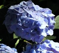 HydrangeamacrophyllaBodenseesynBoncuseBrugger1950VN