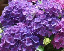 Hydrangeamacrophyllacotedazur2