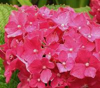 HydrangeamacrophyllaDeutschland