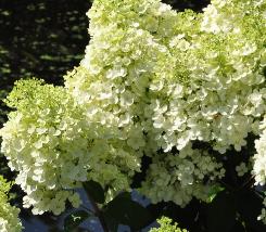 HydrangeapaniculataBobovn