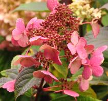 HydrangeapaniculataWimsRedredcolour