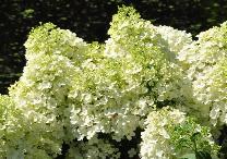 HydrangeapaniculataBobovn