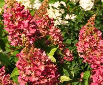 HydrangeapaniculataPinkyWinkyrodeherfstkleurenvn2