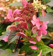 HydrangeapaniculataWimsRedredcolour