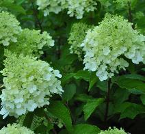 HydrangeapaniculataPolarBearcloseupyoungFlowers