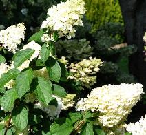 HydrangeapaniculataSilverDollar15sept