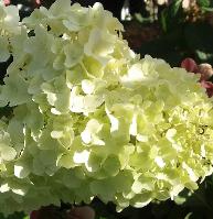 HydrangeapaniculataDiamantinoBloem