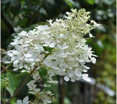 HydrangeapaniculataKyushujuli