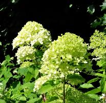 HydrangeapaniculataLimelightonzetuin