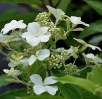 HydrangeapaniculataLevanabloem