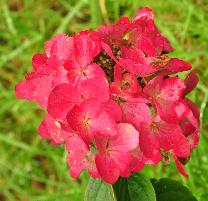 HydrangeapaniculataDiamantRougefelleroodkleuringvn