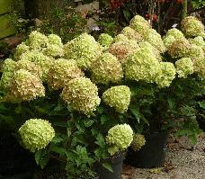 HydrangeapaniculataLittleLimesynJane5