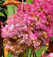 HydrangeapaniculataSundaeFraise2