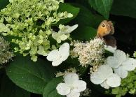 HydrangeapaniculataMagicalflamevlindersbijenplant2