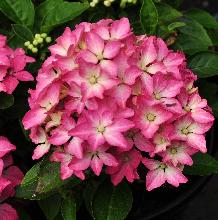 HydrangeaPiadwerghortensia