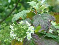 HydrangeaquercifoliaSnowFlakeVN