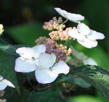 Hydrangea serrata 'Beni Gaku' VNN