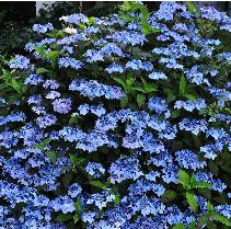 HydrangeaserrataBlueDecklehabitusfotoblauwebloemenrijkelijkebloeivnnnn