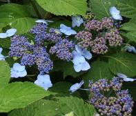 HydrangeaserrataBlueBillow