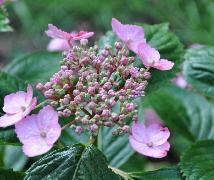 HydrangeaserrataHallasanjuni2011VN