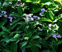 HydrangeaserrataSpreadingBeautyhabitus2