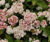 HydrangeaserrataWarabehabitusbolvorm