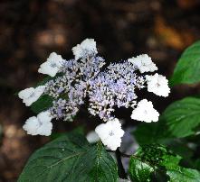 HydrangeaserrataIntermediavn