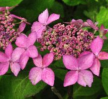 HydrangeaserrataKuroHimecloseupbloemenTuinvanDirkSTaels