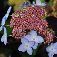 HydrangeaserrataTiarajuni2012closeupbloemenvn2