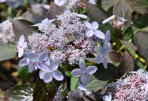 HydrangeaserrataTiaraVNN