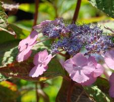 Hydrangea serrrata 'Van Klaveren' photo 4 juillet