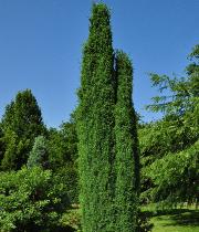 Juniperus communis 'Constance Franklin'  Genévrier commun - photo en été