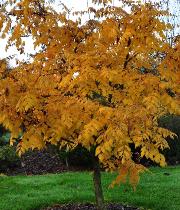 Koelreuteria paniculata 'Coral Sun'  habitus - Savonnier de Chine