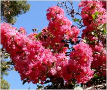 Lagerstroemia